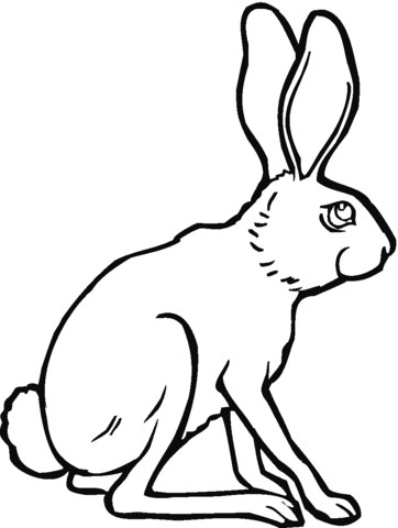 Sitting Jackrabbit Coloring Page